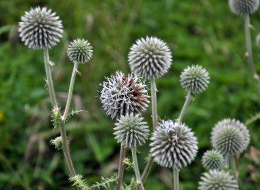 Wild yılında büyümenin önümüzdeki ve kök echinops ritro