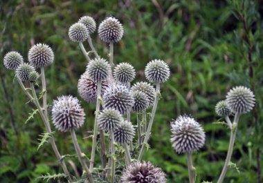Wild yılında büyümenin önümüzdeki ve kök echinops ritro