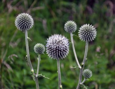 Wild yılında büyümenin önümüzdeki ve kök echinops ritro