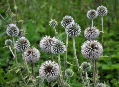 Wild yılında büyümenin önümüzdeki ve kök echinops ritro