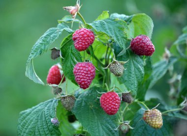 Çalı dalında ahududu ve yeşil yapraklar.