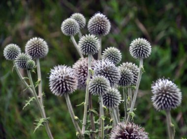 Wild yılında büyümenin önümüzdeki ve kök echinops ritro