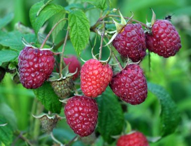 Çalı dalında ahududu ve yeşil yapraklar.