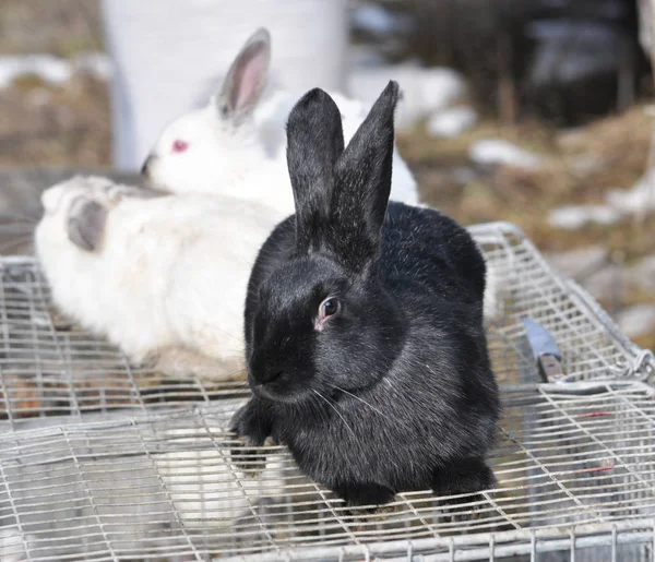 Tavşan Sergi Satış Hayvan Doğurmak — Stok fotoğraf
