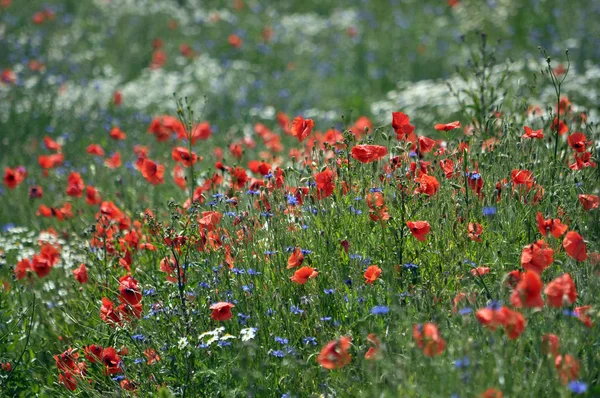 Summer Field Field Flowers Poppy Cornflower Camomile — Stock Photo, Image