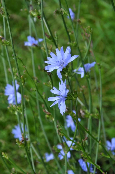 Голубые Цветы Стебель Цихория Растущие Дикой Природе — стоковое фото
