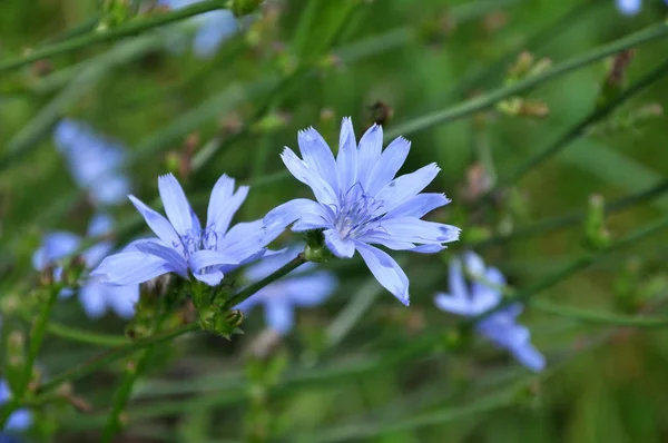 Blue flowers and stem cichorium, growing in the wild