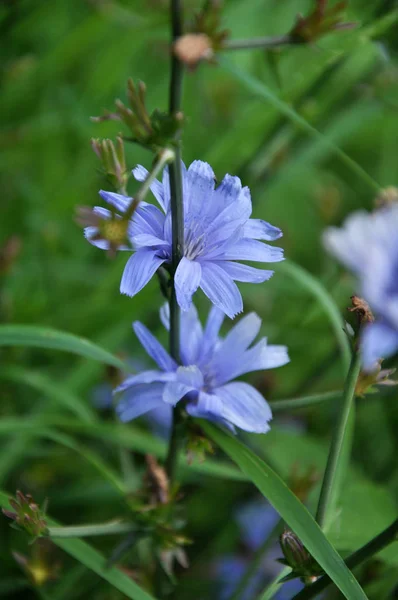Fleurs Bleues Cichorium Tige Poussant Dans Nature — Photo