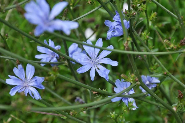 Blå Blommor Och Hejda Cichorium Växer Vilt — Stockfoto