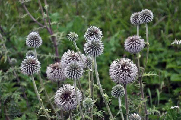 Inflorescence Stem Echinops Ritro Growing Wild — Stock Photo, Image