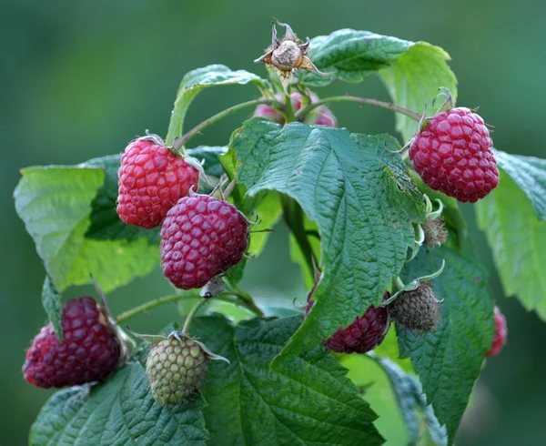 Früchte Von Himbeeren Und Grünen Blättern Auf Einem Buschzweig — Stockfoto