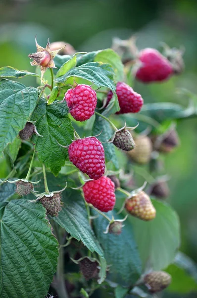 Frukter Hallon Och Gröna Blad Buskgren — Stockfoto