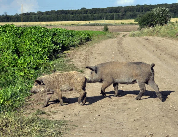 Los Cerdos Sin Pretensiones Raza Mangalica Mantienen Libre Circulación — Foto de Stock