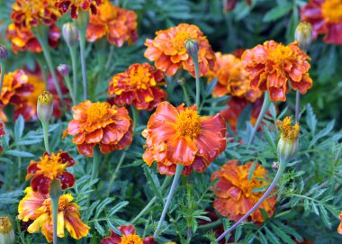 Flowerbed çalılar bloom tagetes - aster ailesinin yıllık bitki üzerinde