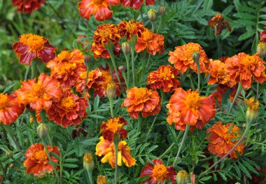 Flowerbed çalılar bloom tagetes - aster ailesinin yıllık bitki üzerinde