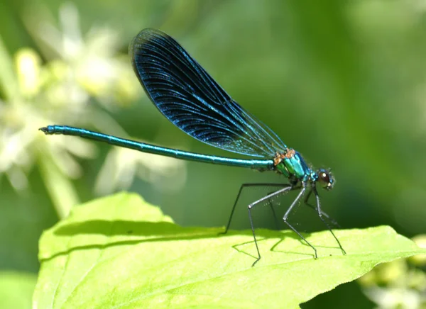 深蓝色蜻蜓坐在绿叶上 — 图库照片
