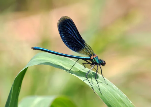 Dragonfly Dark Blue Color Sits Green Leaf Stock Image
