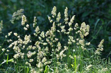 Raceme Dactylis glomerata hayvan ıslahı için değerli yem ürün çiçekli