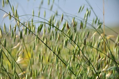 Yulaf dikenli bulanık bir arka plan üzerinde kaynaklanıyor