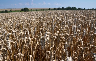 Olgun buğday alanında ile kırsal manzara