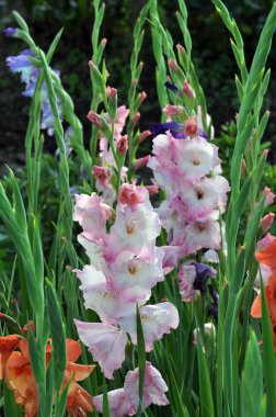 Kim flowerbed üzerinde çiçek renkli Glayöl çiçeği