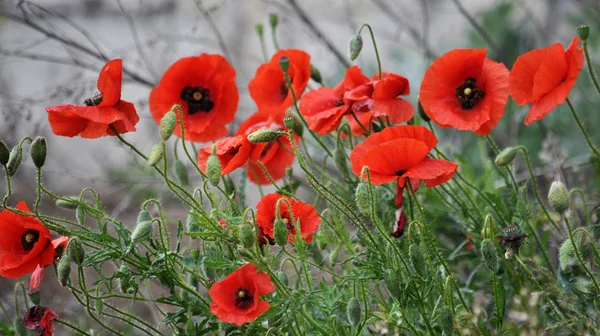 Rode Papavers Bloesem Het Veld — Stockfoto