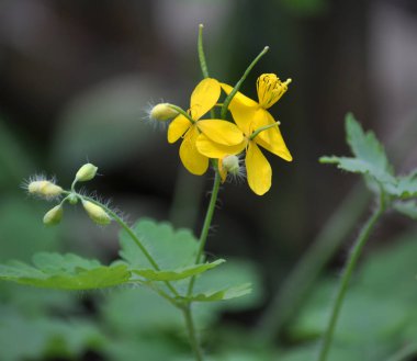 Vahşi çiçekli Chelidonium majus