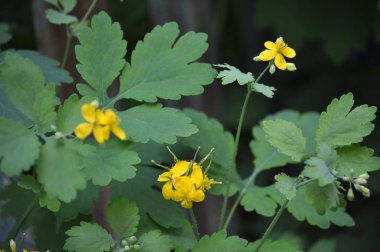 Vahşi çiçekli Chelidonium majus