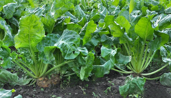 Root Mangold Green Leaves Grows Soil — Stock Photo, Image