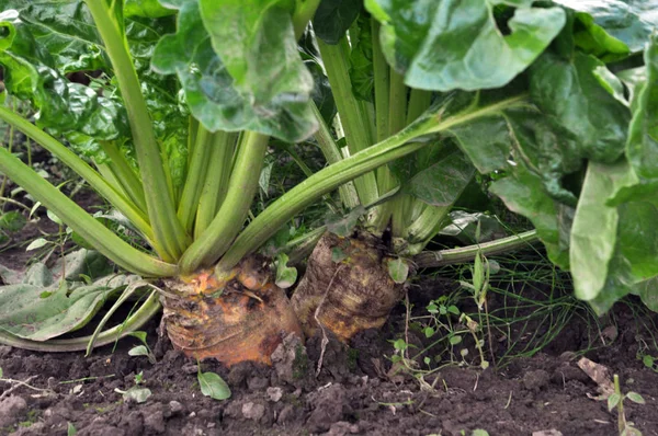 Mangold Radice Con Foglie Verdi Cresce Nel Terreno — Foto Stock