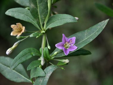 Vahşi doğada bir dal dalı açar Lycium barbarlığı