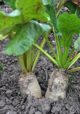 Organik toprak büyür pancar yem