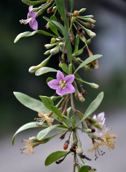 Wild Bloom Twig Lycium Barbarum — Stock Photo, Image