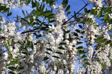 Akasya mavi gökyüzü arka planı beyaz çiçekli dalları