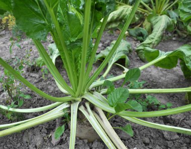 Organik toprak büyür pancar yem