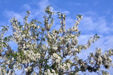 Akasya mavi gökyüzü arka planı beyaz çiçekli dalları