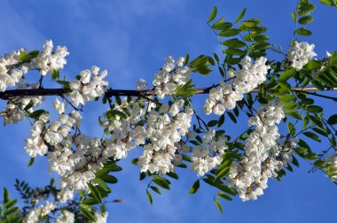 Akasya mavi gökyüzü arka planı beyaz çiçekli dalları