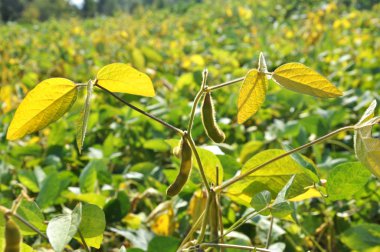 Soya alanın arka planda bakla ile olgunlaşma, kök