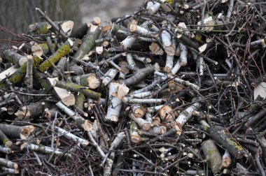 Bir kağıt öğütücü şube sıhhi ağaçlarının temizlendikten sonra kullanarak yakacak odun kesme