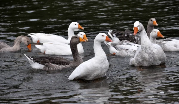 Die Herde Der Hausgänse Badet Fluss — Stockfoto