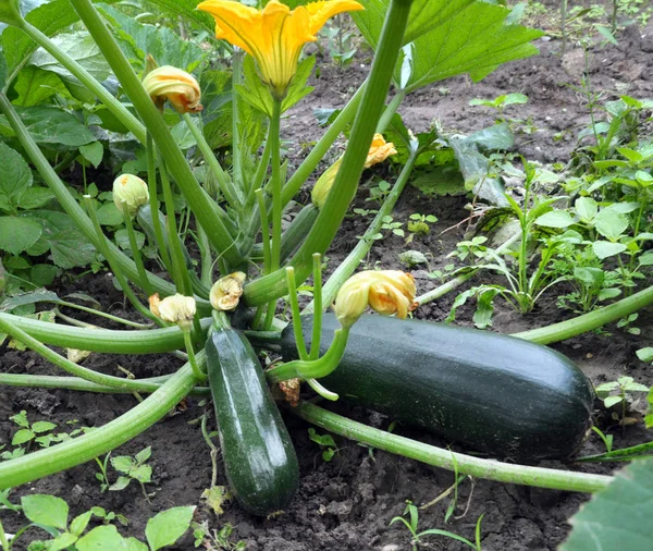 Courgette Fruits Flowers Leaves Growing Land — Stock Photo, Image