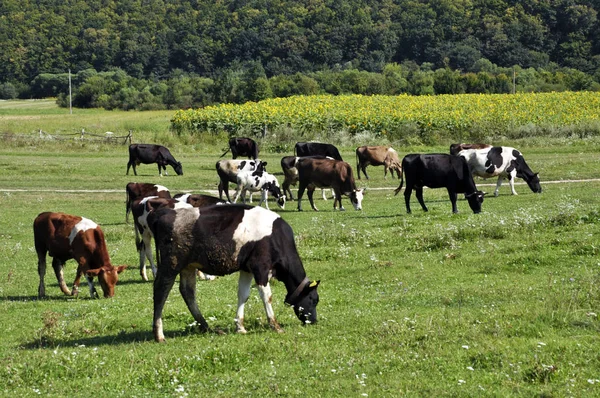 Herd Cattle Grazes Outskirts Village — Stock Photo, Image