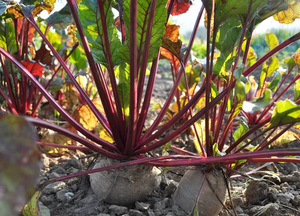 表甜菜在开放的有机土壤中生长 — 图库照片