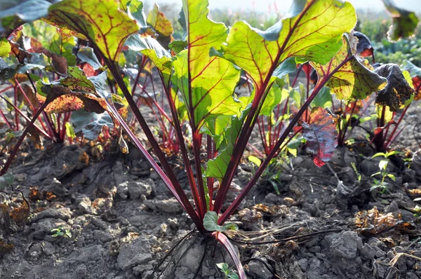 Tablo pancar açık organik toprakta yetişir