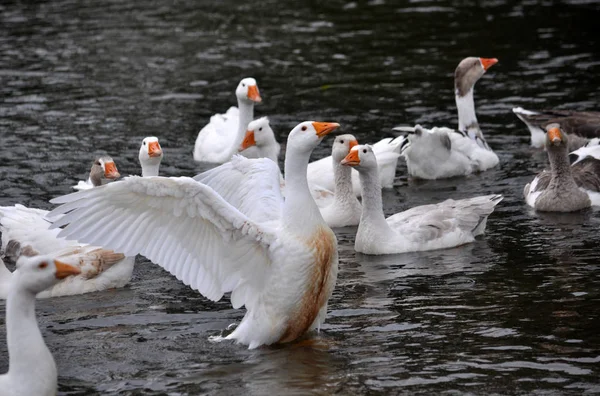 Herd Domestic Geese Bathe River — Stock Photo, Image