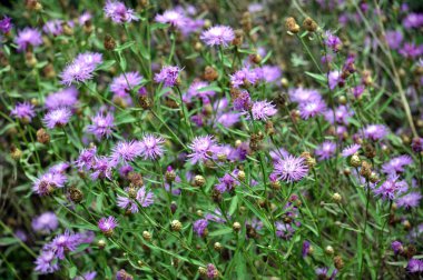 Alanında çiçeklerin mor renk ile vahşi bloom Peygamber