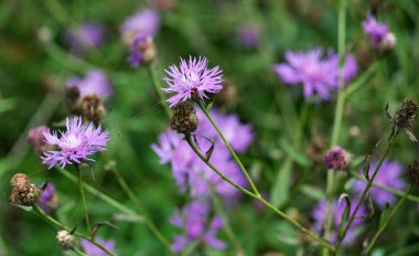 Alanında çiçeklerin mor renk ile vahşi bloom Peygamber