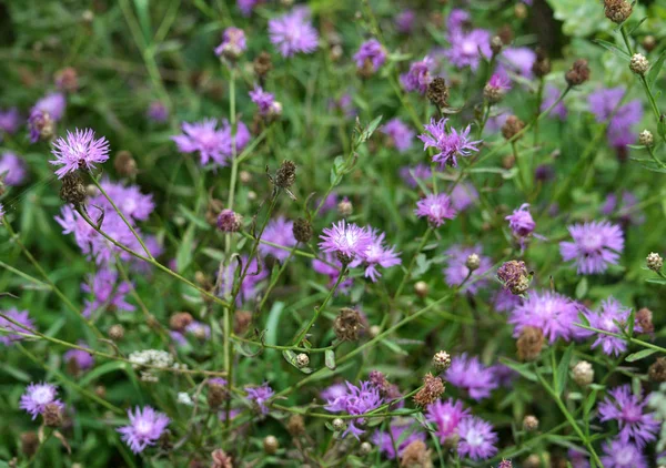 Fältet Vilda Bloom Blåklint Med Lila Färg Blommor — Stockfoto