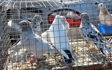 Chortkiv - Ternopil - Ukrayna - Nisan 2018. Geleneksel yıllık sergi Evcil hayvanlar ve kuşlar Ukrayna Chortkiv şehir içinde