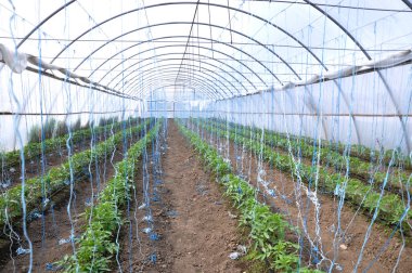 Organik domates yetiştirilen nerede Polikarbon sera ile damla sulama,